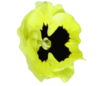 Flower Pansies Yellow Image